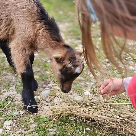 Kuca Odmora Carolija *