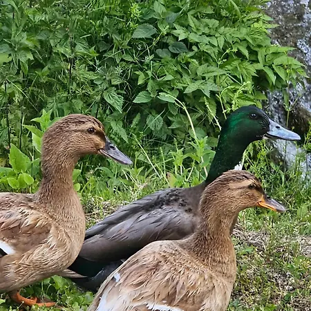 Kuca Odmora Carolija Gostilje