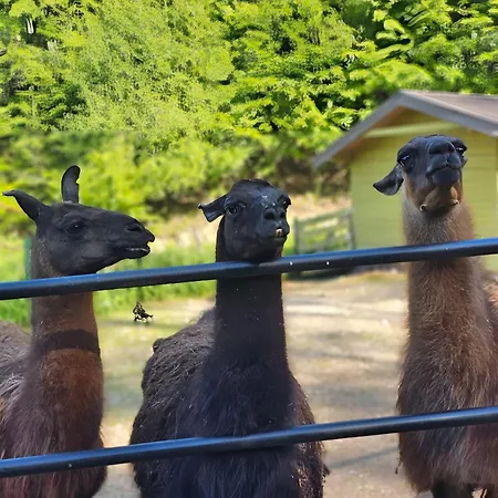 Appartamento Kuca Odmora Carolija Gostilje