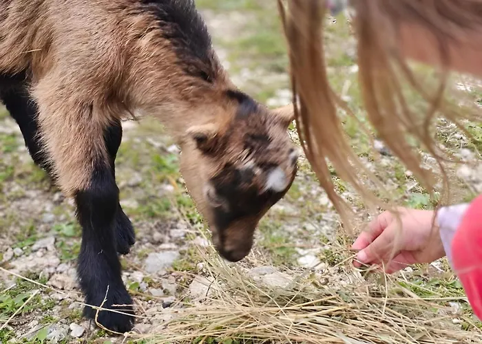 Kuca Odmora Carolija *