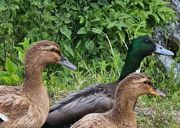 Kuca Odmora Carolija Gostilje